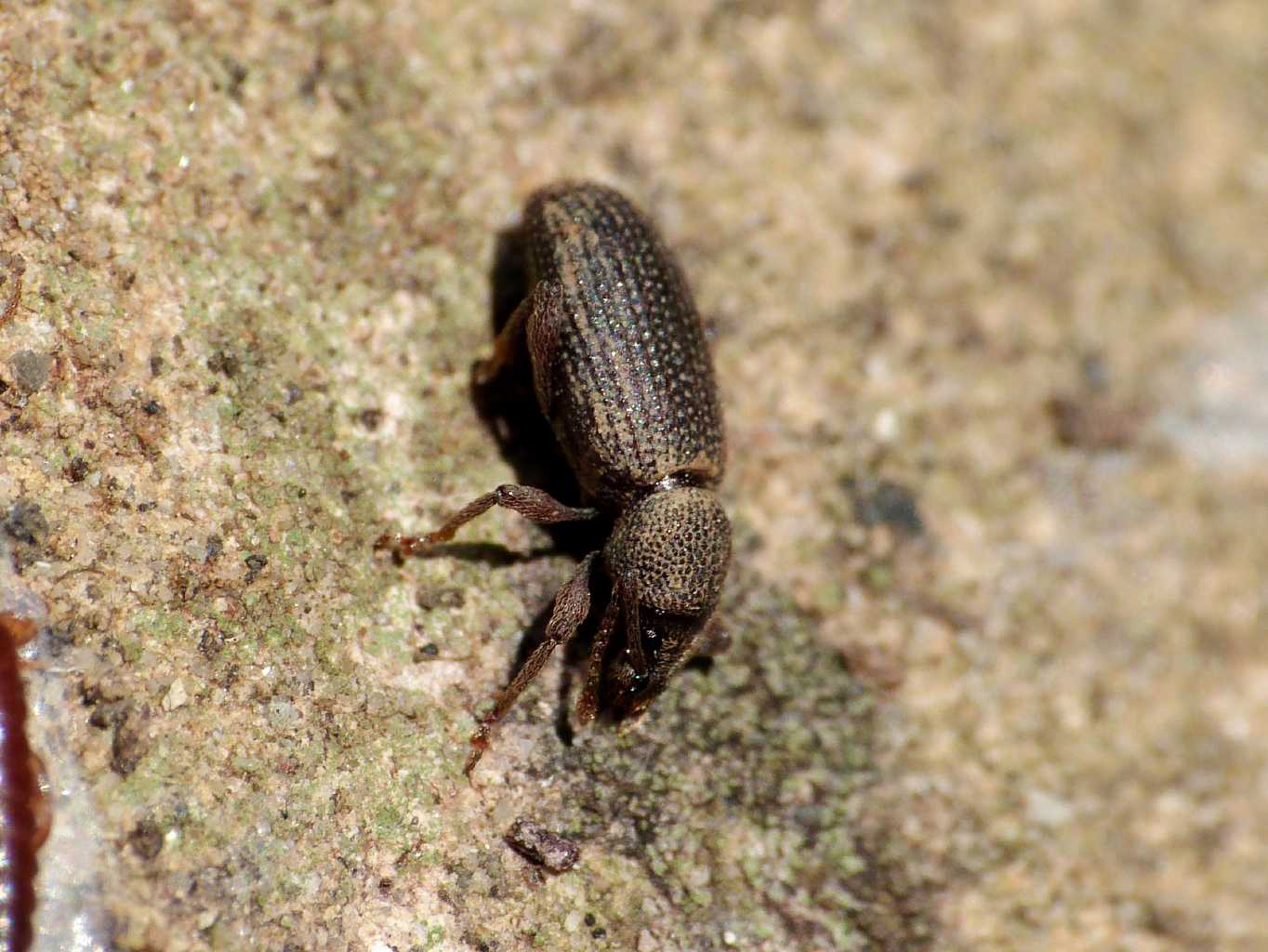 Piccolo Curculionidae sotto pietra- Otiorhynchus cf. affaber